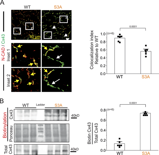 Cx43 hemichannels are lateralized in cardiomyocytes of S3A mice. (A) Representative confocal immunofluorescence images of cardiac intercalated discs and lateral regions of cardiomyocytes stained with Cx43 (green) and N-cadherin (red). Yellow and white arrows indicate the intercalated disc and lateral side, respectively. Right: Quantification of Cx43/N-cadherin colocalization in confocal immunofluorescence images. All data points were normalized to the WT group mean. Between three and five images containing 15–20 IDs were analyzed per heart. Each dot represents the mean value for each biological replicate. Comparisons between groups were made using Student’s t test, P = 0.0001 vs. WT. The number in parentheses indicates the n total mice value. (B) Western blot analysis (left) and quantification (right) of Cx43 from biotin-perfused hearts (biotinylation). The bottom row represents Cx43-immunoblotted samples from heart lysates prior to pulldown (total Cx43). Biotinylated Cx43 levels were expressed as fold change relative to total Cx43 protein levels per sample. The number in parentheses indicates the n total mice value. Comparisons between groups were made using Student’s t test, P = 0.0001 vs. WT. Source data are available for this figure: SourceData F1. Refer to the image caption for details.