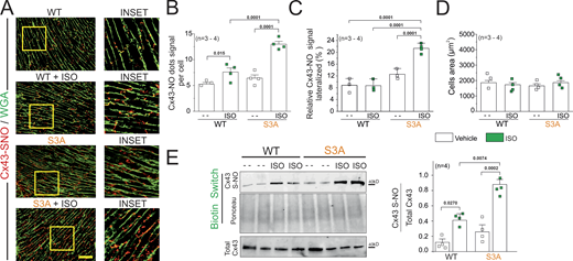 β-adrenergic cardiac stress evokes S-nitrosylation lateralized Cx43 proteins. (A) Representative images of analysis performed by PLA of the interaction between Cx43 and S-nitrosylation. Plasma membrane stained with wheat germ agglutinin (WGA) and S-nitrosylated Cx43 (Cx43-SNO) are shown in green and red, respectively. Scale bar: 50 μm. (B) Quantification of PLA dots signals observed in A. P = 0.015 WT vs. WT + Iso; P = 0.0001 WT + Iso vs. S3A + Iso; P = 0.0001 S3A vs. S3A + Iso. Comparisons between groups were made using two-way ANOVA plus Tukey’s post-hoc test. The number in parentheses indicates biological replicate. (C) The relative percentage of Cx43-NO dots signal at the lateral side of cardiomyocytes detected in A. Note that S3A-Iso enhanced lateralized signal. P = 0.0001 WT vs. S3A + Iso; P = 0.0001 WT + Iso vs. S3A + Iso; P = 0.0001 S3A vs. S3A + Iso. Comparisons between groups were made using two-way ANOVA plus Tukey’s post-hoc test. The number in parentheses indicates biological replicate. (D) Analysis of cell areas are detected in WT and S3A mice under a vehicle and upon Iso stimulation. (E) Top and middle gels were loaded with S-nitrosylated proteins pulled down using the biotin switch assay. The top gel was then blotted against Cx43. The middle gel is the corresponding ponceau staining. The lower blot was loaded using total cardiac proteins and blotted against Cx43 from heart samples blotted against Cx43. The bottom graph is the quantification for two independent blots using the ratio for SNO-Cx43/total Cx43. P = 0.0270 WT vs. WT + Iso; P = 0.0074 WT + Iso vs. S3A + Iso; P = 0.0002 S3A vs. S3A + Iso. Comparisons between groups were made using two-way ANOVA plus Tukey’s post-hoc test. The number in parentheses indicates biological replicate. Source data are available for this figure: SourceData F8.