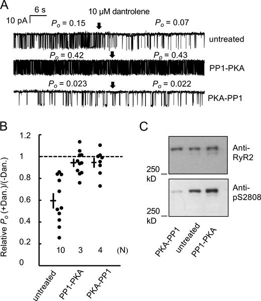 Elimination of dantrolene inhibition by PKA is not reversed by PP1. (A) Representative single-channel recordings of RyR2 that were subjected to in vitro PKA phosphorylation (PP1-PKA, described in Fig. 1) and in vitro dephosphorylation where RyR2s were first subjected to PKA phosphorylation (in the presence of CaMKII inhibitor KN93) and then maximally dephosphorylated by PP1 (PKA-PP1). An untreated sample (neither dephosphorylated nor subsequently phosphorylated, untreated) is included for comparison. Single-channel recording conditions are the same as in Fig. 1, and arrows indicate the addition of 10 μM dantrolene. Channel openings are downward current jumps from the baseline (dashed line). (B) RyR2 Po in the presence of 10 μM dantrolene relative to mean of the bracketing intervals of dantrolene washout are shown for the three incubation conditions above. The dots signify each sample (N represents the number of independent experiments). Data include mean ± SEM for each group. P values denote a significant difference in relative value to 1, which are (left to right) 9 × 10−5, 0.11, and 0.24. (C) Western blot of RyR2s subjected to incubations described in A. Source data are available for this figure: SourceData F2. Refer to the image caption for details.