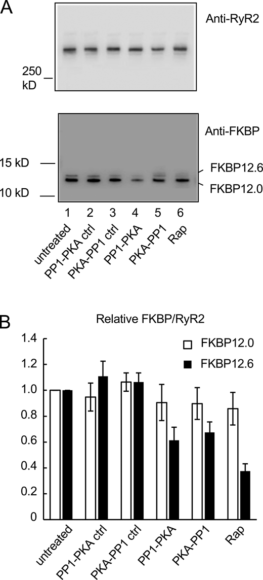 The association of FKBP12.6 is reduced upon in vitro PKA phosphorylation and incubation with rapamycin. (A) Representative co-IP blots of RyR2s isolated from sheep heart that were subjected to in vitro PKA phosphorylation either before (PKA-PP1) or after (PP1-PKA) dephosphorylation by PP1 or RyR2 subjected to rapamycin (Rap; see Materials and methods). As controls we show an untreated sample (neither dephosphorylated nor subsequently phosphorylated, untreated) and buffer incubation controls (PP1-PKA ctrl and PKA-PP1 ctrl). Blots were probed with antibodies to RyR2 and to an antibody that detects FKBP12.6 and 12.0. (B) Corresponding average data for FKBP12.0 and FKBP12.6 dissociation from RyR2. Band densities were normalized to RyR2 in each lane and expressed relative to normalized band densities of untreated RyR2. Data in bar graphs are shown as mean ± SEM from five independent experiments. P values denote a significant difference in FKBP association with RyR2 compared with untreated RyR2, which are, for FKBP12 (left to right), 0.75, 0.70, 0.57, 0.54, and 0.40, and for FKBP12.6, 0.39, 0.61, 005, 0.14, and 0.00008. Source data are available for this figure: SourceData F3. Refer to the image caption for details.