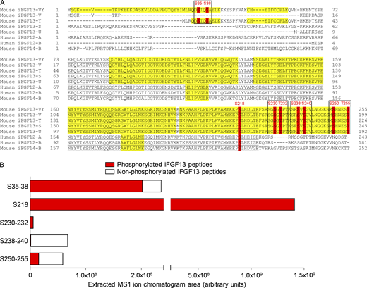 Mass spectrometric identification and stoichiometry of nine iFGF13 phosphorylation sites from adult mouse left ventricular NaV1.5 channel complexes. (A) The mouse iFGF13-VY, iFGF13-V, iFGF13-Y, iFGF13-S, iFGF13-U, and iFGF14-B, and human iFGF12-A and iFGF12-B sequences are aligned, and the phosphorylation sites identified by MS on mouse iFGF13-VY and conserved in the other iFGF isoforms are highlighted in red. The MS-covered sequence is highlighted in yellow; and the FGF core domain is underlined in black. Amino acid sequences, masses, and MS quality indicators of detected iFGF peptides are provided in Tables 1 and S1. The four phosphorylation clusters analyzed electrophysiologically are boxed in black. (B) The areas of extracted MS1 ion chromatograms, corresponding to MS2 spectra assigning phosphorylated (in red) and non-phosphorylated (in white) iFGF13 peptides at indicated site(s), in mαNaVPAN-IPs from adult mouse left ventricles are indicated. Phosphosite stoichiometry is analyzed individually (S218) or by pairs (S35–38, S230–232, S238–240, and S250–255) as corresponding phosphosites are identified from the same phosphopeptides.
