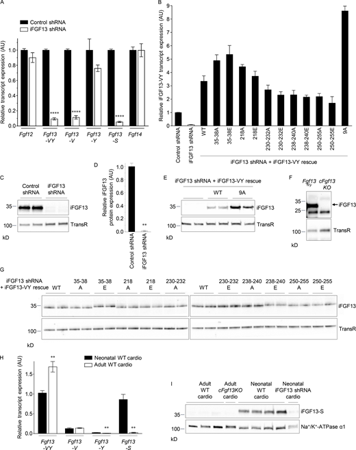 iFGF13 expression in WT, knockdown/knockout, and rescued neonatal and adult mouse ventricular myocytes. Neonatal ventricular myocytes were freshly isolated from WT mouse pups. Adult ventricular myocytes were freshly isolated from Fgf13 floxed (Fgf13fl/y) or cardiac-specific Fgf13 knockout (cFgf13KO) mice. The knockdown of iFGF13 in neonatal cardiomyocytes was obtained using iFGF13 shRNA-expressing adenoviruses, and the expression of iFGF13 in both neonatal and adult cardiomyocytes was rescued using adenoviruses expressing WT (iFGF13-VY-WT), phosphosilent (mutation to alanine), or phosphomimetic (mutation to glutamate) iFGF13-VY at indicated sites. (A) Mean ± SEM relative transcript expression of Fgf12 (n = 12 in each group), Fgf13-VY (n = 28 in control and 24 in iFGF13 shRNA samples), Fgf13-V (n = 12 in each group), Fgf13-Y (n = 4 in each group), Fgf13-S (n = 12 in each group), and Fgf14 (n = 12 in each group) isoforms in neonatal mouse ventricular myocytes infected with control or iFGF13 shRNA-expressing adenoviruses. (B) Mean ± SEM relative transcript expression of Fgf13-VY in neonatal mouse ventricular myocytes infected with adenoviruses expressing control shRNA (n = 28), iFGF13 shRNA alone (n = 24), or with iFGF13-VY-WT (n = 16), iFGF13-VY-35–38A (n = 6), iFGF13-VY-35–38E (n = 4), iFGF13-VY-218A (n = 4), iFGF13-VY-218E (n = 4), iFGF13-VY-230–232A (n = 4), iFGF13-VY-230–232E (n = 4), iFGF13-VY-238–240A (n = 4), iFGF13-VY-238–240E (n = 4), iFGF13-VY-250–255A (n = 4), iFGF13-VY-250–255E (n = 4), or iFGF13-VY-9A (n = 2). (C and D) Representative Western blot (C) and mean ± SEM relative protein expression (D) of iFGF13 (all isoforms) in neonatal mouse ventricular myocytes infected with adenoviruses expressing control (n = 6) or iFGF13 (n = 6) shRNA. (E) Representative Western blot of the rescued human iFGF13-VY isoform in neonatal mouse ventricular myocytes infected with adenoviruses expressing iFGF13 shRNA alone (n = 4) or with iFGF13-VY-WT (n = 4) or iFGF13-VY-9A (n = 4). (F) Representative Western blot of iFGF13 (all isoforms) in ventricular myocytes isolated from Fgf13fl/y (n = 3) and cFgf13KO (n = 3) adult mice. (G) Representative Western blots of the rescued human iFGF13-VY isoform in neonatal mouse ventricular myocytes infected with adenoviruses expressing iFGF13 shRNA and iFGF13-VY-WT (n = 14), iFGF13-VY-35-38A (n = 10), iFGF13-VY-35-38E (n = 8), iFGF13-VY-218A (n = 6), iFGF13-VY-218E (n = 4), iFGF13-VY-230-232A (n = 2), iFGF13-VY-230-232E (n = 4), iFGF13-VY-238-240A (n = 4), iFGF13-VY-238-240E (n = 4), iFGF13-VY-250-255A (n = 4), or iFGF13-VY-250-255E (n = 4). (H) Mean ± SEM relative transcript expression of Fgf13-VY, Fgf13-V, Fgf13-Y, and Fgf13-S isoforms in neonatal and adult ventricular myocytes isolated from WT mice (n = 6 in each group). (I) Representative Western blot of iFGF13-S in ventricular myocytes isolated from WT (n = 6) and cFgf13KO (n = 2) adult mice, and WT neonatal mouse ventricular myocytes infected (n = 2) or not (n = 8) with iFGF13 shRNA-expressing adenoviruses. Note that the iFGF13-S band is absent in neonatal cardiomyocytes knockdown for iFGF13, validating the specificity of the detection. All Western blots were probed in parallel with the anti-transferrin receptor (TransR) or the anti-Na+/K+-ATPase α1 antibodies to verify equal protein loading. **P < 0.01, ****P < 0.0001 versus control shRNA (A and D) or neonatal WT mouse ventricular myocytes (H), Mann–Whitney test. Source data are available for this figure: SourceData F2.
