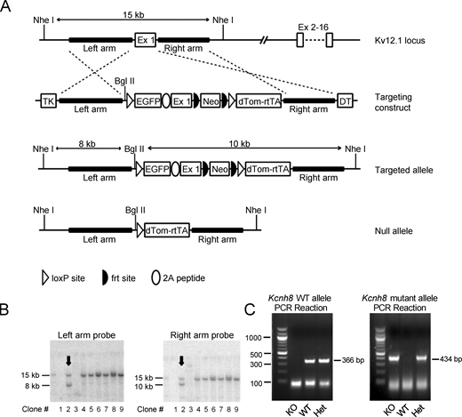 Generation of (Kv12.1−/−) mice harboring a targeted disruption of the Kcnh3 locus. (A) Schematic of the targeted exon 1 Kcnh8 (Ex1) locus, the linearized targeting construct, the initial targeted allele, and the null (knockout) allele generated by Cre-loxP recombination. Targeting of the mouse Kcnh8 (Kv12.1) locus involved homologous recombination (dashed lines) in mouse embryonic stem cells between the native Kcnh8 locus and the targeting vector, and insertion of a loxP site and myristoyl-EGFP into Ex1 immediately upstream of the translation start. A viral 2A sequence joins the myristoyl-EGFP open reading frame to the Kv12.1 open reading frame to potentially allow EGFP-labeling of Kv12.1-expressing cells carrying the targeted allele. Downstream of Ex1 in the first intron, insertions include an frt-bracketed neomycin resistance cassette (Neo) driven by the PGK promoter for positive selection of targeted ES cells on G418, a second loxP site, and dTomato-2A-rtTA (reverse tetracycline trans-activator) cassette (dTOM-rtTA) which includes an SV40 polyadenylation sequence to terminate transcription and block expression of downstream exons. TK (thymidine kinase) and DT (diptheria toxin) expression cassettes flank the left and right, respectively, arms in the targeting construct. These negative selection cassettes are eliminated by homologous recombination but were included to suppress the random insertion of the targeting construct into the ES cell genome. Note the native allele is bracketed by Nhe I restriction sites ∼15 Kb apart. In the targeted allele, the Nhe I sites are preserved, but the distance between them is increased to ∼18 Kb, and a unique Bgl II site is introduced upstream of the 5′ loxP site. Hybridization probes located between either (left or right) arm and the neighboring Nhe I site will label a ∼15 Kb band in a Southern blot of Nhe I/Bgl II digested genomic DNA for the WT allele. The same probes will label bands of 8 Kb (left arm) and 10 Kb (right arm) for the targeted allele. (B) Southern blot analysis of nine G418-resistant ES cell clones following Nhe I/Bgl II digestion of genomic DNA with a probe upstream of the left arm (left) or downstream of the right arm (right). The WT allele is identified by the 15-kb band with both probes, whereas the targeted allele is identified by 8-kb (left arm) and 10-kb (right arm) bands. Arrows indicate the ES cell clone as positive for carrying the targeted allele used to generate the Kv12.1−/− mouse line. Note that DNA isolation failed for two clones (clones #1 and 3). The complete gels from which the “cut outs” in B were derived are provided in the source data. (C) ES clone #2 was karyotyped to confirm chromosome number and morphology and used for injection into C57BL/6J blastocysts. Three male chimeric mice were obtained, two of which transmitted the targeted allele through the germline. Mice carrying the targeted allele were bred with C57BL/6J-TgN(Zp3-Cre)93Knw females, which express Cre-recombinase in the germline (Kemler et al., 2004), to generate heterozygous Kv12.1+/− animals, which were then bred to generate Kv12.1−/− mice. For genotyping, a two-step PCR reaction was used with primers specific to the WT (sense: 5′-TGGTCACAGTGCAGCGGCCAGGGAGTA-3′ and antisense: 5′-AAATTATTGCGCGGATGGAAACAGAGGA-3′) and targeted (sense: 5′-GTCACAGTGCAGCGGCCAGGGAGTAGC-3′ and antisense: 5′-CTTGGCGGTCTGGGTGCCCTCGTAGG-3′) alleles for the Kcnh8 gene. Bands at both 366 (WT) and 434 bp (targeted) identified heterozygous Kv12.1+/− mice; bands at only 366 or 434 bp identified WT or homozygous Kv12.1−/− mice, respectively. Source data are available for this figure: SourceData FS1. Refer to the image caption for details.