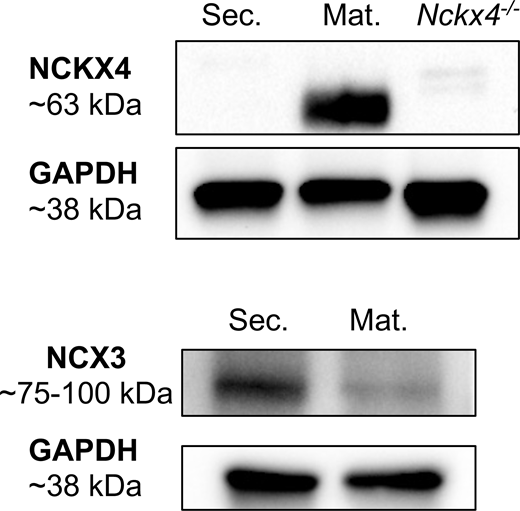 Protein expression levels of NCX3 and NCKX4 in secretory and maturationstage ameloblasts. Western blot analysis of NCKX4 and NCX3 expression in rat secretory and maturation enamel cells. Heart tissue of Nckx4−/− mice was used as a control. The band sizes seen for NCKX4 and NCX3 were of predicted size, being ∼60–70 kD for NCKX4 and ∼75–100 kD for NCX3. Levels of GAPDH in each sample served as a control. Source data are available for this figure: SourceData FS2. Refer to the image caption for details.