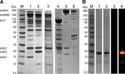 Coomassie and ProQ diamond staining of ATPase and MST protein samples. (A) Coomassie-stained gel showing lane M: Novex Sharp pre-stained protein ladder, 1: bcHMM, 2: bcHMM with human cardiac RLC, 3: bcHMM RLC-depleted, 4: bcS1, 5: bc full-length myosin used to make bcHMM and bcS1, 6: bcMF. (B) Coomassie (1, 2) and ProQ diamond stain (3, 4) showing recombinant cRLC before (1, 3) and after (2, 4) in vitro phosphorylation with MLCK. Source data are available for this figure: SourceData FS1.