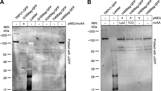 Protein expression of TRPV1-tag constructs. (A) Testing of construct TRPV1-Q169tag in the presence and absence of RNA synthetase/tRNA plasmid (pNEU) + ncAA (TCO). Lanes 5, 6, and 7 contain expression products of TRPV1-K240tag, T468tag, and V469tag without pNEU. All lanes are probed with GFP antibody. (B) Testing of TRPV1-V469 in the presence and absence of pNEU and two different ncAAs (TCO or LysZ). Lanes are probed with the GFP antibody. Source data are available for this figure: SourceData FS1.