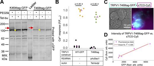 TRPV1-tag construct expression with GCE4All-Tetv3.0 system. (A) Western blot of TRPV1-K464tag-GFP and TRPV1-T468tag-GFP with pAcBac1 and Tet3-Butyl ncAA. Addition of sTCO-PEG5k (PEG5k) used to test access to tetrazine ncAA in TRPV1-tag target. Excess Tet3-Butyl (Tet-bu) is added to quench sTCO-PEG5k at the 10 min point to prevent off-target labeling with PEG5K. TRPV1-tag-GFP molecular weight is estimated as ∼120 kD (see yellow asterisk) and TRPV1-tag-GFP/sTCO-PEG5K would be upshifted to ∼125 kD (see red arrow). (B) Ca2+ imaging experiment to test the functionality of TRPV1-T468tag-GFP expressed with GCE4All-Tetv3.0. Median value of the set is indicated with a purple triangle. Significant difference was observed between the Ca2+ response evoked by 500 nM capsaicin in TRPV1-T468tag-GFP cells (green) and non-responsive cells (black) in the same imaging experiment (Wilcoxon rank sum; P < 0.001). Only results of Ca2+ imaging with the T468tag construct are shown because labeling experiments with this construct and sTCO-Cy5 are demonstrated in panels C and D. (C) HEK293T/17 cells expressing TRPV1-T468tag/Tet3-Bu-GFP (cyan) are labeled with sTCO-Cy5 (magenta). (D) Correlation of GFP brightness in the image of TRPV1-T468tag/Tet3-Bu-GFP expressing cells that are labeled with 500 nM sTCO-Cy5 for 5 min as described in methods. Five cells expressing various levels of the TRPV1-T468tag/Tet3-Bu-GFP construct as determined by GFP intensity show correlated labeling with sTCO-Cy5 (linear fit, r2 = 0.96; P value = 0.0034; see Fig. S5 and Materials and methods for description of statistics). Source data are available for this figure: SourceData F3. Refer to the image caption for details.