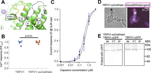 Expression and functional profile of TRPV1-exCellHalo. (A) Reconstructed model of the extracellular region on a TRPV1 subunit (PDB accession no. 7L2H). The loop between TM S1 and S2 used for ncAA insertion is shown in grey. Yellow termini demarcate the disordered region between TM segment 5 and the pore helix where circularly permutated HaloTag is inserted. (B) Ca2+ imaging experiment in HEK293T/17 cells comparing responses of wild-type TRPV1 against TRPV1-exCellHalo when activated by 500 nM capsaicin. Statistical comparison determined by Mann–Whitney U-test. (C) Dose response experiment of wild-type TRPV1 (n = 4; K1/2 = 0.53 ± 0.28) and TRPV1-exCellHalo (n = 7; K1/2 = 0.34 ± 0.19). These K1/2 values are not significantly different as determined by Student’s two-tailed t test (P = 0.66). (D) Left: DIC image (10× magnification) of HEK293T/17 cells transfected with TRPV1-exCellHalo. Right: Fluorescence Ca2+-imaging experiment of TRPV1-exCellHalo expressing cells shown in the left panel with Fluo4 following activation with 500 nM capsaicin (cyan). After Ca2+ imaging experiment, surface labeling is accomplished with the incubation of HaloTag ligand Alexa660 (magenta) for 3 min. (E) Western blot of immune precipitation with anti-HaloTag antibody (Chemtek). Cell lysate is incubated with anti-HaloTag resin and the blot is probed with anti-GFP antibody. Two conditions tested are co-expression of TRPV1-exCellHalo/TRPV1-cGFP or TRPV1-cGFP alone (IN: input; FT: flow through; IP: immunoprecipitated). Source data are available for this figure: SourceData F4. Refer to the image caption for details.