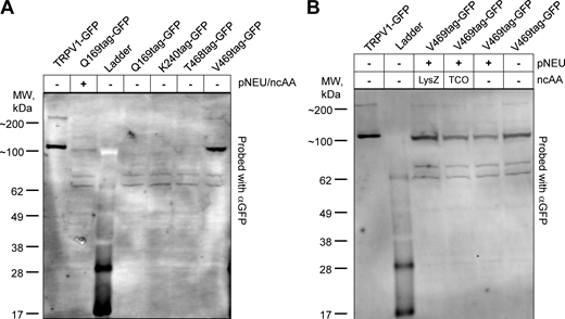 Protein expression of TRPV1-tag constructs. (A) Testing of construct TRPV1-Q169tag in the presence and absence of RNA synthetase/tRNA plasmid (pNEU) + ncAA (TCO). Lanes 5, 6, and 7 contain expression products of TRPV1-K240tag, T468tag, and V469tag without pNEU. All lanes are probed with GFP antibody. (B) Testing of TRPV1-V469 in the presence and absence of pNEU and two different ncAAs (TCO or LysZ). Lanes are probed with the GFP antibody. Source data are available for this figure: SourceData FS1.