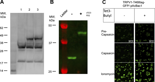 Western blots of gel-shift assay with sfGFP-N150tag/Tet3-Butyl and sTCO-PEG5K. (A) Extracts of sfGFP-N150tag/Tet3-Butyl expressed in HEK293T/17 pulse-labeled with sTCO-PEG5K. Lane 1 represents sfGFP-150tag expressed in the presence of NES-R284 (pAcBac1) and Tet3-Butyl ncAA. Lane 2 demonstrates that the addition of sTCO-PEG5k for 3 min induces a gel shift in the molecular weight band, and lane 3 shows the molecular weight shift of the sfGFP-N150tag after 10 min of incubation with sTCO-PEG5K. (B) Extraction of sfGFP-N150tag-FLAG/Tet3-Butyl with RIPA buffer and subsequent with (+) and without (−) sTCO-PEG5K labeling for 10 min before quenching with 1 mM Tet2 is shown after blotting for the C-terminal FLAG tag. (C) Control experiment of TRPV1-T468tag-GFP with pAcBac1 alone or supplemented with Tet3-Butyl in culture media. Ca2+ imaging of TRPV1 activity done as described in methods using Fluo4-AM and 500 nM capsaicin. All images are normalized to the brightness of ionomycin image. A single responding cell in the absence of Tet3-Butyl (−) was qualitatively deemed an outlier since cells otherwise showed no activity compared with Tet3-Butyl–treated cells (+), which showed robust activity with capsaicin. Source data are available for this figure: SourceData FS4. Refer to the image caption for details.