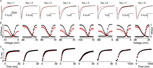 GrTX-SIA inhibits multiple NaVchannel subtypes. (A–C) Representative current traces (A), normalized conductance (G/Gmax)–voltage and channel availability (I/Imax) relationships (B), and recovery from inactivation (% rec) are shown before (black) and after (red) a 4-min incubation period with 100 nM GrTX-SIA (C). Data were normalized by comparing the saturated toxin effect to the corresponding control recordings obtained before toxin addition to the same oocyte. The holding potential was −90 mV with 5 s between depolarizing pulses, except for NaV1.8, which was measured with 10 s between pulses (protocol shown in Fig. S1). Traces shown were recorded at −15 mV for NaV1.1, NaV1.3, NaV1.4, and NaV1.7, −20 mV for NaV1.2 and NaV1.6, −30 mV for NaV1.5, and +10 mV for NaV1.8. X-axis represents 10 ms for all traces, Y-axis value is indicated. Fit values are reported in Table S1. Circles represent mean ± SEM of n = 6 oocytes for NaV1.1, NaV1.5, NaV1.6, NaV1.7, and NaV1.8, n = 5 oocytes for NaV1.2 and NaV1.4, and n = 4 oocytes for NaV1.3.