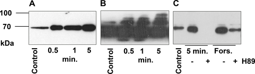 Light stimulation activates PKA in frog outer segments. (A and B) Frozen sections of outer segments in the dark (control) and after 0.5, 1, and 5 min of light stimulation were analyzed by western blotting with PKA substrate antibody (A and B). (C) Retina were preincubated with PKA inhibitor H89 (50 µM, 10 min) and then stimulated with forskolin (forskolin samples) or light-stimulated for 5 min. 10 µg of protein were loaded in each lane. The signal was visualized by ECL detection. A and B are the same blots exposed during 1 s (A) and 10 s (B). Light intensity is the same as in Fig. 2 C. Equal loading was controlled by Ponceau S staining of the membranes (Fig. S2 and Fig. S3). Source data are available for this figure: SourceData F3. Refer to the image caption for details.