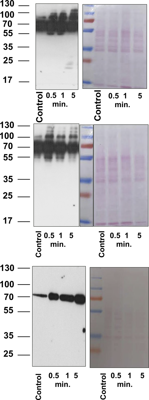 Full blots and Ponceau S stained membrane of three independent experiments. Source data are available for this figure: SourceDataFS2. Refer to the image caption for details.