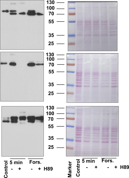 Full blots and Ponceau S stained membranes of three independent experiments. Source data are available for this figure: SourceDataFS3. Refer to the image caption for details.