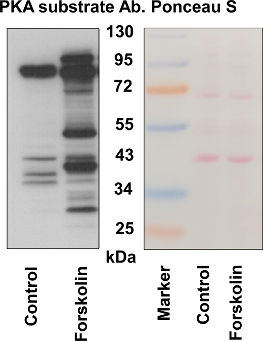 Isolated human platelets (3 × 107/lane) without stimulation (control) and stimulated by forskolin (5 µM, 2 min) were prepared for western blot analysis with PKA substrate antibody. Membrane was stained by Ponceau S. Source data are available for this figure: SourceDataFS4. Refer to the image caption for details.