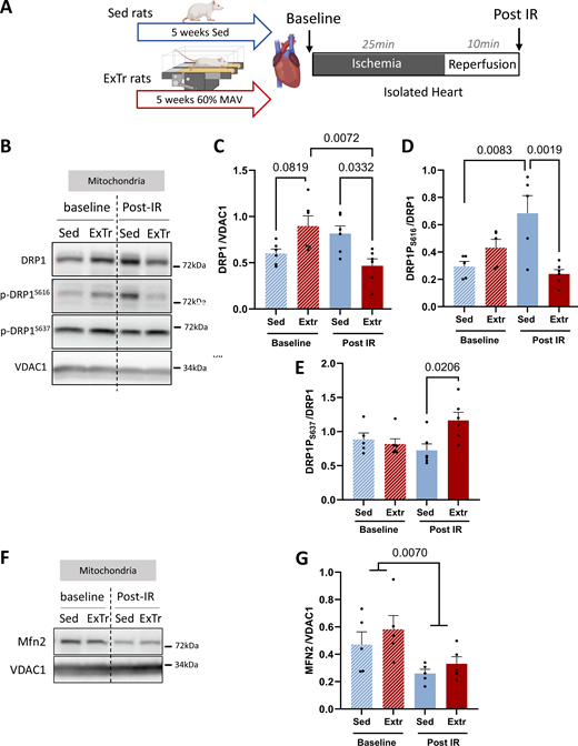 Effect of ExTr on Drp1 signaling pathway in basal condition and after ex vivo IR. (A) Schematic illustration of the experimental protocol. Hearts from sedentary (Sed, n = 12) and exercised (ExTr, n = 12) rats underwent or did not undergo an IR ex vivo. Western blotting was performed on hearts before (baseline) or after IR (post IR). (B) Representative western blots showing phosphorylated DRP1 (p-DRP1Ser616 and p-DRP1Ser637) and total DRP1 expression level in the mitochondrial subfraction of Sed and ExTr hearts, in basal condition (baseline) or after ex vivo IR (Post-IR). (C–E) Quantification of total DRP1 and DRP1 phosphorylated at Ser616 and Ser637 in mitochondrial subfractions analyzed by western blotting in hearts from Sed and ExTr rats, in basal condition (baseline,n = 5–6 hearts in duplicate), or after ex vivo IR (Post-IR, n = 6 hearts in duplicate). DRP1 level was expressed relative to VDAC1 in mitochondria samples. Sed versus ExTr p-value obtained with, two-way ANOVA followed by Tukey’s multiple comparisons test; Data are mean ± SEM. (F) Representative western blots showing Mfn2 expression level in the mitochondrial subfraction of Sed and ExTr hearts, in basal condition (baseline), or after ex vivo IR (Post-IR). (G) Quantification of Mfn2 in mitochondrial subfractions analyzed by western blotting in hearts from Sed and ExTr rats that underwent (Post-IR; n = 6 hearts in duplicate) or did not undergo (baseline; n = 5 hearts in duplicate) IR. Mfn2 level was expressed relative to VDAC1 in mitochondria samples. Sed versus ExTr P-value obtained with two-way ANOVA followed by Tukey’s multiple comparisons test. Data are mean ± SEM. Source data are available for this figure: SourceData F2.