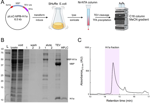 Toxin purification. (A) Workflow of toxin purification using the indicated expression vector transformed into SHuffle cells followed by initial column purification, TEV cleavage, TFA precipitation, and reverse phase purification. Figure prepared using Biorender. (B) Example purification gel showing the ladder, lysate, void, three sequential washes, two sequential elutions, post-TEV cleavage, and final HPLC purification using C18 column. (C) HPLC chromatograph illustration of the Hi1a peak and approximate fraction collected. Source data are available for this figure: SourceData FS1. Refer to the image caption for details.