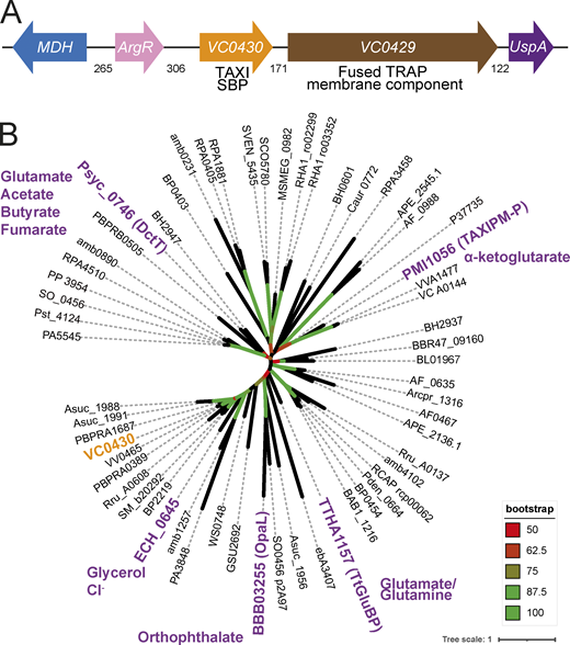 Genome context and phylogenetic analysis of VC0430. (A) Genome context of VC0430. Numbers indicate the number of intergenic basepairs. (B) Phylogenetic tree of 59 homologs of VC0430 (locus tag for each protein is displayed). The TAXI SBPs that have been characterized to any degree have been highlighted in purple and the known or predicted substrate(s) are indicated. VC0430 in orange is the subject of this study. The accompanying sequence alignment is presented in Data S1. Refer to the image caption for details.
