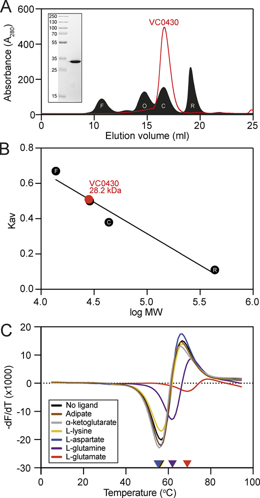 Purification, analytical size exclusion chromatography, and ligand binding of VC0430. (A) SEC elution profile of VC0430 (red line) compared to the profiles of four standards (filled black trace); ferritin (F, 10.67 ml elution volume), ovalbumin (O, 14.71 ml), carbonic anhydrase (C, 16.52 ml), and ribonuclease A (R, 19.08 ml). (B) Molecular weight calibration curve showing Kav as a function of the log MW of the four standards from A (black circles, labels are the same as in A). Comparison of the VC0430’s Kav reveals an MW of 28.2 kDa. (C) Derivatives of the unfolding curves (dF/dT) for VC0430 in the absence of ligand and the presence of 1 mM adipate, a-ketoglutarate, L-aspartate, L-glutamate, L-glutamine, and L-lysine. Colored arrow on the X-axis indicates the apparent protein Tm under those conditions. Information regarding replicates can be found in Table S2. Source data are available for this figure: SourceData F3. Refer to the image caption for details.