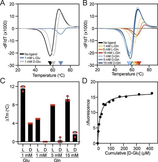 Assessing the stereoselectivity of VcGluP. (A and B) Derivatives of the unfolding curves (dF/dT) for VC0430 in the absence of ligand and the presence of (A) 1 mM L- and D-glutamate, and (B) 1, 5, and 15 mM L- and D-glutamine. (C) Thermostabilization of VcGluP in the presence of L- and D-glutamate and glutamine. Error bars represent standard deviation and individual data points are shown as red circles. (D) Representative binding curve for D-glutamate binding to VcGluP. Information regarding replicates of the unfolding curve in A and B can be found in Table S2. Refer to the image caption for details.