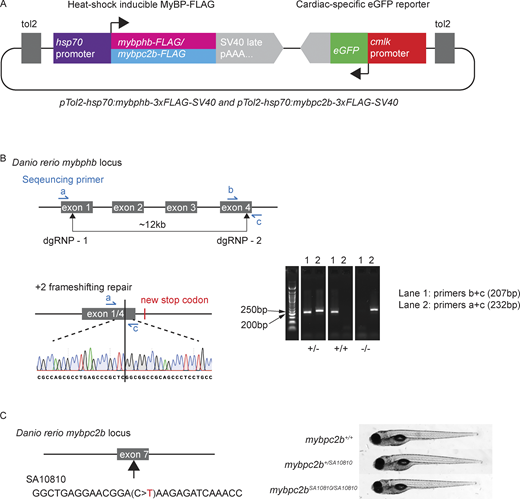 Genetically modified zebrafish. (A) Transient mosaic expression of FLAG-tagged MyBP was accomplished by transposase-mediated random integration of exogenous MyBP cDNA. We used the modular “tol2kit” approach to assemble the transgene constructs as described in Materials and methods. Briefly, pTol2-Hsp70I:mybphb-3XFLAG and pTol2-hsp70I:mybpc2b-3XFLAG plasmids were generated by cloning chemically synthesized transgene cDNA, together with hsp70I promoter and SV40 late poly-A sequences, into a backbone vector containing tol2 ITR sequence and a cardiac-specific eGFP reporter cassette. (B) The mybphb null allele (Figs. 3, 4, and 5) was generated by creating double-strand breaks in exons 1 and 4 using spCas9 protein precomplexed to guide RNAs to those exons (see Table S5), followed by cell-mediated repair and excision of the intervening ∼12 kb of genomic DNA. Genotyping was accomplished by PCR using primers a, b, c, as shown (see Table S5). Precise characterization of the mutant allele was accomplished by PCR followed by Sanger sequencing. (C) The SA10810 mutation in mybpc2b (Fig. 6) consists of a single base substitution in exon 7 creating a premature STOP codon. Genotyping was accomplished by PCR and bidirectional Sanger sequencing of the mutation site (see Table S5). Source data are available for this figure: SourceData FS1.