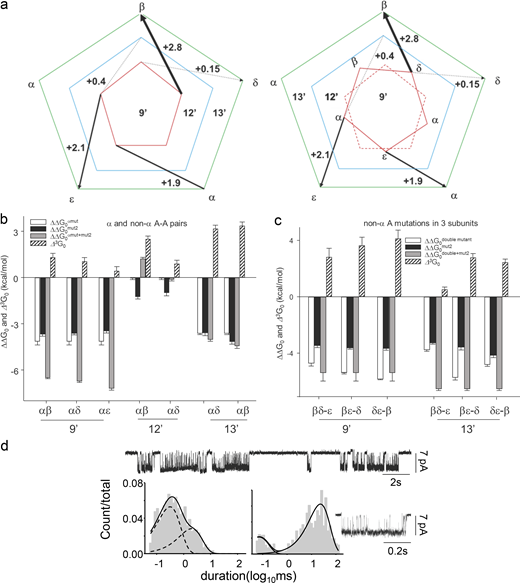 Coupled interaction network drives gating conformational change. (a)Δ2G0 between complement pairs of residues at 9′ and 13′ (see Fig. 3 f and Table S4). Left: The anti-clockwise orientation of the arrows shows the strong interactions between 9′ and 13′ complement pairs. Right: Potential local anti-clockwise relative rotation of the residues at 9′ versus 13′. (b) Third-order interaction energies (Δ3G0) between α and non-α residues at 9′, 12′, and 13′ (Table S5). Note the increase in Δ3G0 from 9′ to 13′. (c)Δ3G0 between non-α side chains at 9′, 12′, and 13′. Note the progressive decrease in Δ3G0 from 9′ to 13′ positions. (d) Upper: Low-resolution single-channel current traces from AChRs having L9′T mutations in all the five subunits. Lower: High-resolution currents and dwell-time duration distribution histograms for the above channel.