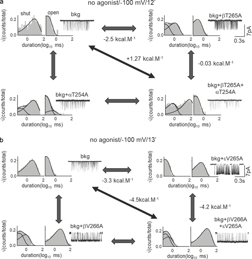 Representative interaction energy measurement at 12′ and 13′ positions. (a and b) MCA to estimate Δ2G0 between 12′T in the α and β subunits (a) and between 13′V in the β and ε subunits (b). Representative single-channel currents and dwell-time distribution histograms are shown for the WT, mutant A, B, and double mutant AB. The corresponding free energy changes (see Tables S4 and S5) and scale bars are shown. Refer to the image caption for details.