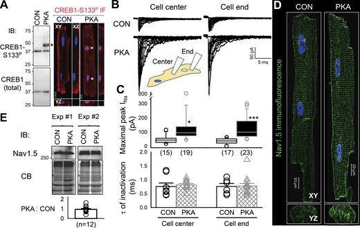 Persistent PKA activation increased Na current amplitudes without increasing the total NaV1.5 protein level in ventricular myocytes. PKA myocytes had been incubated with 8CPT-cAMP (100 µM)/okadaic acid (100 nM) for 6–15 h before experiments. CON myocytes had been cultured for the same duration under the control conditions. (A) PKA activation is confirmed by the appearance of cAMP response element binding protein 1 with serine at position 133 phosphorylated (CREB1-S133P) and its nuclear entry. Left upper: Immunoblot (IB) images of WCLs from CON and PKA myocytes probed with antibodies specific for CREB1-S133P (top) and CREB1 (bottom). Left lower: PKA to CON ratio of CREB1-S133P band intensities (5.46 + 1.04, dotted line denotes value of 1). Right: CREB1-S133P immunofluorescence (red, nuclei stained blue) in CON and PKA myocytes. Images are presented in orthogonal view (XY, YZ, and XZ planes) to show that CREB1-S133P was within, instead of around, nuclei of the PKA myocyte. *: CREB1-S133P specific band in IB and CREB1-S133P signals within nuclei. (B) Top: Na current (INa) traces recorded using a cell-attached patch clamp with a pipette tip positioned on the top surface of the cell center or close to the cell end (within three sarcomeres) of CON and PKA myocytes. These exceptional traces were obtained on the same day (CON myocytes 5–6 pm, PKA myocytes 11 PM–midnight). During patch clamp recording, myocytes were superfused with nominally Ca-free (supplemented with 2 mM Mg) Tyrode’s without 8CPT-cAMP/okadaic acid. The pipette was filled with Ca-containing (2 mM) Tyrode’s solution. The tip resistance was (in MΩ): CON cell end 1.44 + 0.06, CON cell center 1.41 + 0.06, PKA cell end 1.33 + 0.05, and PKA cell center 1.33 + 0.06 (one-way ANOVA, P = 0.267). (C) Top: Bar graphs (mean + SE) and individual data points of maximal peak INa amplitudes. Bottom: Time constants (τ) of inactivation of maximal INa. Data were pooled from five independent experiments. The numbers of myocytes studied are shown in parentheses. (D) Airyscan images of NaV1.5 immunofluorescence from CON and PKA myocytes in XY and YZ planes. (E) Top: NaV1.5 immunoblot images of SDS extracts of CON and PKA myocytes in two independent experiments. Middle: Coomassie blue (CB) stain of the same gels to confirm even loading. Bottom: Average PKA:CON ratio of NaV1.5 band intensities (0.95 + 0.09), not different from 1 (dotted line). Information on the antibodies used in experiments shown in this and the following figures is listed in Table 1. The listed P values are from t tests against null hypothesis (A and E), or CON versus PKA myocytes (C). Source data are available for this figure: SourceData F1.