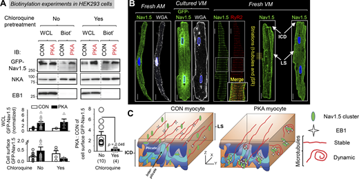 Persistent PKA activation promoted trafficking of NaV1.5 from a cytosolic reservoir to the plasma membrane. (A) Biotinylation experiments in HEK293 cells expressing GFP-NaV1.5. Top: Representative immunoblot images of WCL and biotinylated fraction (Biot’) from HEK293 cells expressing GFP-NaV1.5 and native EB1, exposed to PKA for 4–6 h or without PKA for the same duration, without or with pretreatment with chloroquine 100 µM (chloroquine was present during incubation with PKA or CON). Abs used in immunoblotting are listed on the left. NKA = Na/K pump α-subunit as the loading control. The absence of EB1 in Biot’ lanes confirms the lack of contamination from cytosolic proteins. Bottom left: Summary of WCL GFP-NaV1.5 (normalized to CON) and cell surface GFP-NaV1.5 (Biot’/WCL), shown as mean + SE with individual data points. Right: PKA:CON ratio of cell surface GFP-NaV1.5 in “No chloroquine” and “With chloroquine” groups (n =10 and 4, respectively; t test between the two groups: P = 0.046). (B) Immunofluorescence images of native NaV1.5 or GFP-NaV1.5, RyR2, and fluorescence images of wheat germ agglutinin (WGA, marker of plasma membrane and t-tubules) from the types of myocytes listed above. A detailed description is in the Discussion section. LS: lateral surface. The myocyte image second from right is a duplicate from Fig. 3 A, NaV1.5 immunofluorescence image from a control myocyte after culture for 1 h. (C) Cartoon of working hypothesis. Scale bars in B are 10 mm. Source data are available for this figure: SourceData F12.