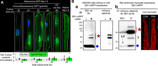 Validating GFP-NaV1.5 and EB1-mRFP as surrogates for native NaV1.5 and EB1 in ventricular myocytes. Validating GFP-NaV1.5 and EB1-mRFP as surrogates for native NaV1.5 and EB1 in ventricular myocytes. (A) Myocytes were incubated without (no Adv) or with Adv-GFP-NaV1.5 for 12 h. The medium was exchanged for virus-free fresh medium and culture continued for 0, 6, 20, 36, or 48 h (total culture times: 12, 18, 32, 48, and 60 h). At specified times, myocytes were fixed for experiments. Top: Airyscan images of GFP-NaV1.5 immunofluorescence detected with GFP goat Ab (culture time: 18–48 h), and GFP fluorescence (FP) of a myocyte cultured for 60 h. Right: Immunofluorescence of native NaV1.5 in a freshly isolated myocyte. At 18 h, GFP-NaV1.5 clustered around nuclear envelope representing protein translation in the NE/rER. At 24 h, GFP-NaV1.5 spread out in striations along z-lines, similar to the nuclear envelope to SR along t-tubules or NEST pathway (He et al., 2020). By 32 h, GFP-NaV1.5 reached the lateral surface and ICD. The distribution pattern was stable at 48 and 60 h culture times. These data showed that the steady-state distribution pattern of GFP-NaV1.5 was similar to that of native NaV1.5, except active GFP-NaV1.5 translation at NE/rER. Bottom: Degree of GFP-NaV1.5 expression versus native NaV1.5 based on pixel contents. Myocytes without or with Adv-GFP-NaV1.5 for the total culture times shown along the abscissa were immunostained with Alomone asc005 rabbit Ab, which detected both GFP-NaV1.5 and native NaV1.5. The total pixel contents were quantified and normalized to the mean pixel contents of “No Adv” myocytes of the same culture time. Shown is a bar graph of mean + SE superimposed with individual data points. “Adv-GFP-NaV1.5” myocytes did not have more immunofluorescence than “no Adv” myocytes until the 32 h time point. By the 48 h time point, “Adv-GFP-NaV1.5” myocytes had 30% more immunofluorescence than “no Adv” myocytes. These data showed a modest expression of GFP-NaV1.5 over native NaV1.5. The native NaV1.5 immunofluorescence image is a duplicate from Fig. 3 A, NaV1.5 immunofluorescence image from a control myocyte after culture for 1 h. (B) (a) Confirming immunoblot banding pattern of EB1-mRFP and native EB1 in HEK293 cells. EB1 rat Ab detected only the native EB1 band (30 kD, blue dot) in untransfected cells, while it detected both native EB1 and EB1-mRFP (expected 55.7 kD, two bands at and above 50 kD, red star) in transfected cells. The identity of the two EB1-mRFP bands was confirmed by reprobing the membrane with mCherry rabbit Ab. (b) EB1-mRFP expressed in ventricular myocytes. Left: IP lane shows EB1-mRFP coimmunoprecipitation with native EB1 (red star and blue circle), indicating dimerization between the two to form active EB1 (Chen et al., 2014). The WCL lane shows that Adv-mediated EB1-mRFP expression was ∼150% over native EB1 (band intensity ratio 2.5:1). This immunoblot image is modified from the same experiment shown in Fig. 9 B, bottom right. Right: In live myocytes (images obtained during FRAP experiments, Fig. 9 E), EB1-mRFP had a wavy strand morphology along the long axis of CON myocyte, suggesting binding along the microtubule lattice. In PKA myocyte, EB1-mRFP clustered to ICD and manifested striations at the z-plane adjacent to myocyte surface. The difference in EB1-mRFP patterns between CON and PKA myocytes is similar that of native EB1 between CON and PKA myocytes (Figs. 4 and 8). Scale bars are 10 mm in A and 5 mm in B. Source data are available for this figure: SourceData FS4.