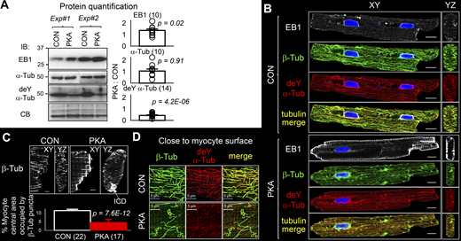Persistent PKA activation for 15 h induced microtubule reorganization in ventricular myocytes. (A) Left: Immunoblot images of cytosolic fraction from CON and PKA myocytes in two independent experiments. Antibodies targeted EB1, total α-tubulin (α-Tub), and detyrosinated α-tubulin (deY α-Tub). CB confirms even loading. In the immunoblot image of α-Tub, and immunoblot images in the following figures, the dotted vertical line indicates lane(s) in between removed for presentation (corresponding uncropped images are shown in source data). Right: PKA:CON ratios of band intensities pooled from the number of immunoblots shown in parentheses. (B) XY and YZ plane images of CON and PKA myocytes immunostained for EB1, β-tubulin (β-Tub), and deY α-Tub. “Tubulin merge” is combined β-Tub and deY α-Tub signals. (C) Reduction of interfibrillar microtubules in PKA versus CON myocytes. Top: XY and YZ plane images of β-Tub immunofluorescence in CON and PKA myocytes. In the PKA myocyte’s YZ-plane view, the β-Tub dense region was part of an intercalated disc (ICD, based on nCadherin immunostaining, not shown). Bottom: Microtubule density quantified as “% myocyte central area occupied by β-Tub puncta,” where “myocyte central area” was defined as the cross-sectional area within 1 μm from cell contour. Numbers in parentheses are those of the myocytes studied. (D) Immunofluorescence signals of β-Tub, deY α-Tub, and their merge at a z plane close to the surface of CON and PKA myocytes. Listed P values are from t tests against null hypothesis (A), or PKA versus CON (C). Scale bars are 10 μm for B, 2 μm for C, and 5 μm for D. Source data are available for this figure: SourceData F4.