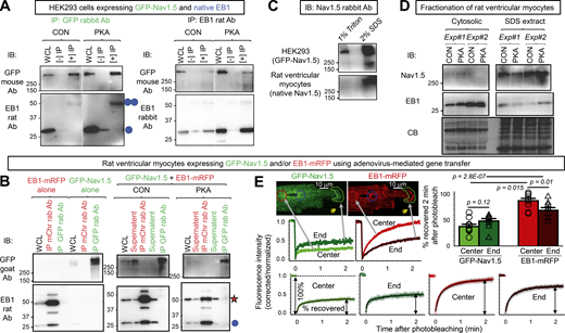 NaV1.5 and EB1 could be coimmunoprecipitated reciprocally when expressed in HEK293 cells but not in ventricular myocytes, while FRAP experiments suggested NaV1.5/EB1 interactions at the ICD region of myocytes. (A) GFP-NaV1.5 expressed in HEK293 cells was coimmunoprecipitated with native EB1 reciprocally. WCL was prepared from HEK293 cells incubated with 8CPT-cAMP/okadaic acid for 4 h or time control with 1% Triton lysis buffer. (−) IP lanes were loaded with eluates from protein A/G beads incubated with WCL without antibody. (+) IP lanes were loaded with eluates from protein A/G beads incubated with WCL and immunoprecipitating (IP) antibody: GFP rabbit Ab (left) or EB1 rat Ab (right). The immunoblot (IB) Abs are listed on the left. Double and single blue circles denote EB1 dimer and monomer bands. (B) GFP-NaV1.5 and EB1-mRFP coexpressed in cardiac myocytes did not coimmunoprecipitate. Experiments validating GFP-NaV1.5 and EB1-mRFP as surrogates of native NaV1.5 and EB1 in myocytes are presented in Fig. S4. Shown are protein(s) expressed in myocytes and conditions (CON or PKA; top), proteins loaded in lanes: WCL (prepared with 1% Triton lysis buffer), IP with mCherry “mChr” or GFP rabbit “rab” Ab, and supernatant (WCL after immunoprecipitation; middle), and immunoblot images probed with GFP goat Ab (upper row) or EB1 rat Ab (lower row). Left: Specificity of immunoprecipitation. EB1-mRFP expressed alone could be immunoprecipitated with mCherry Ab but not by GFP Ab, and GFP-NaV1.5 expressed alone could be immunoprecipitated with GFP Ab but not by mCherry Ab. Right: In WCLs prepared from myocytes coexpressing GFP-NaV1.5 and EB1-mRFP cultured under CON or PKA conditions for 15 h, mCherry rabbit Ab immunoprecipitated EB1-mRFP but not GFP-NaV1.5, and GFP rabbit Ab immunoprecipitated GFP-NaV1.5 but not EB1-mRFP or native EB1. Red star and blue circle denote the band positions of EB1-mRFP and native EB1, respectively. (C) GFP-NaV1.5 in HEK293 cells was present in Triton-soluble fraction (detected in 1% Triton WCL), while NaV1.5 in ventricular myocytes was not present in Triton-soluble fraction (undetectable in 1% Triton lane) but could be extracted with 2% SDS RIPA buffer (detected in 2% SDS lane). (D) Contrasting the subcellular environment of NaV1.5 and EB1 in ventricular myocytes. Shown are immunoblot images of cytosolic and SDS extracted fractions of CON and PKA myocytes (incubation 15 h) probed for NaV1.5 and EB1. CB stain shows loading levels. The CB stain of the cytosolic fraction is modified from the one shown in Fig. 4 A. (E) Using FRAP to monitor mobilities of GFP-NaV1.5 and EB1-mRFP expressed in ventricular myocytes. Top left: Representative images of a live myocyte with four ROIs marked: red—cell center, green—cell end, blue—reference in cell area not photobleached, yellow—background in cell-free area. The corresponding time courses of FRAP are plotted below. Background bleach was corrected based on fluorescence decline in ROI 3, and the fluorescence intensity was normalized to between 1 (right before photobleaching) and 0 (the first scan after photobleaching). Bottom: Average time courses of FRAP of GFP-NaV1.5 and EB1-mRFP. Shown are the mean (colored bright and dark green for GFP-NaV1.5 or bright and dark red for EB1-mRFP) and standard error (gray) values superimposed on double-exponential fit (black curve). Left most panel illustrates the calculation of “% of fluorescence recovered 2 min after photobleaching.” Top right: Bar graphs (mean and SE) and individual data points of percentage of fluorescence recovered 2 min after photobleaching for GFP-NaV1.5 and EB1-mRFP measured from cell center and cell end. Listed P values are from t tests between specified groups. Source data are available for this figure: SourceData F9.