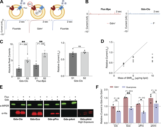 Comparison of maximal velocities for different SMR homologs using an internal reference. (A) Schematic showing experimental strategy of coreconstitution of target transporter and fluoride channel Fluc-Bpe with alternating substrate perfusions. The breaks in the trace represent perfusion with non-activating buffer to return to the equilibrium condition. Cartoon made using Biorender. (B) Current traces for Gdx-Clo and Fluc-Bpe reconstituted individually do not show substrate cross-reactivity. Tests for cross-reactivity by guanylurea and other SMRGdx homologs are shown in Fig. S4. (C) Left, peak current amplitude for Gdm+ and fluoride currents for two examples of independent sensor preparations. Right: Relative Gdm+/fluoride current amplitude (Irel) for the sensors shown in the left panel. Error bars represent the SEM of individual replicates shown as points. P values are shown (two-tail t test). (D) Irel as a function of increasing SMRGdx (Bpe-Fluc held constant at 1 μg/mg lipid). The dashed line represents expected peak current amplitude for a linear response. (E) Western blot analysis of proteoliposomes reconstituted with MPER-tagged Fluc-Bpe (green) and His-tagged Gdx-Clo (red) individually or together. Full membrane images in source data. The reconstitution efficiency of Gdx-pAmi was lower than for the other proteins, so we also collected an image at higher exposure for visualization purposes. Quantification (all at the same exposure time) is reported in Table S2. (F) Currents for Gdm+ and guanylurea transport by four SMRGdx homologs normalized against internal Fluc-Bpe reference currents. Each substrate was perfused at a concentration fivefold higher than the Km values measured in Fig. 3 to compare maximal turnover velocities among the different transporters. Error bars represent the SEM of individual replicates from different sensors shown as points. Significance calculations were performed using two-tailed t test. Source data are available for this figure: SourceData F4. Refer to the image caption for details.