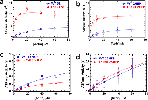 Steady-state ATPase activity of β-cardiac myosin constructs. (a–d) Steady-state ATPase kinetics of WT and E525K β-cardiac myosin constructs were determined using an NADH-coupled assay across varying actin concentrations. E525K mutations in S1 and 2HEP constructs significantly increased actin-activated ATPase activity (∼3-fold) and decreased the actin concentration for half-maximal activity (KATPase) by ∼18-fold. In contrast, 15HEP and 25HEP constructs showed reduced ATPase activities, with no significant difference between WT and E525K. Data are presented as mean ± SD of three experiments from separate protein preparations. Data in c originally published in Rasicci et al. (2022). Comparison p-values provided in Tables S1 and S2.
