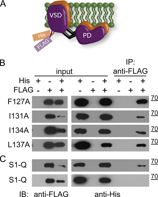 Co-IP pull downs show S1 mutations do not disrupt VSP dimers. (A) Cartoon representation of VSP dimers with the His and FLAG tags on the N-terminus. (B) Immunoprecipitation assay using individual S1 mutations F127A, I131A, I134A, L137A. Inputs were checked for both FLAG and His to ensure expression. Each blot is representative of at least three pull-down blots and shows the FLAG-tagged subunit is able to pull down the His-tagged subunit. (C) Same experiment with all four mutations on a single subunit, called S1-Q for quad mutation on S1. The top blot shows pull down (representative of four separate experiments) while the bottom blot does not (one blot) even though protein levels are similar between the two. Source data are available for this figure: SourceData F6.