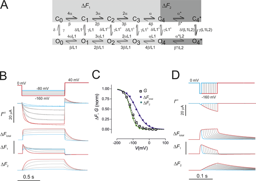 Simulations using an allosteric 12-state model recapitulate features ΔF obtained with ALEXA-488 and MTS-TAMRA. (A) HCN allosteric model based on the scheme originally proposed by Altomare et al. (2001) and extended to 12 states (Wu et al., 2021) was used to simulate activating current and fluorescence using their labeling convention. This scheme does not take account of hysteresis (mode-shift), which would require a more complex model with concomitantly more parameters (e.g., see Männikkö et al., 2005). Vertical transitions represent the closed-to-open transition of the pore and were assumed electroneutral. Horizontal transitions between states C0..4 and O0..4 are voltage-dependent and involve independent movement of S4 helices. If all S4 helices have completed their fast transition, a second concerted movement of S4 helices (transitions C4-C4*, O4-O4*) is proposed to occur. The forward and backward rates of all voltage-dependent transitions were described using the conventional Eyring transition state formulation given by: α=α0,je−Vzje/kT, β=β0,jeVzje/kT, respectively, where e, k, and T have their usual meanings and zj is the apparent valence for the transition. Zero voltage rates α0,β0 were defined as α0,j=kjezjekTV0.5,j and β0,j=kje−zjekTV0.5,j, where j refers to the fast or slow movement. (B) Simulations of Iact, ΔF in response to voltage step protocol (top). For simulating Iact, we determined a set of model parameters (Table S1) based on a fit to the representative data set of measured activating currents with ALEXA-488 labeling that gave a reasonable match to our data. To simulate the fluorescence in response to voltage steps, we assumed that each of the 12 conformational states can contribute to ∆Ftotal, i.e., ∆Ftotal=∑i=012δiFXi, where Xi is the state occupancy and δiF is the apparent fluorescence intensity for state i. We assumed that the independent S4 movements (for either open or closed pore) contribute the same fluorescence change per sensor, δ1F, ∆F1=∑i=14iδ1F(Ci+Oi)), whereas the concerted slow movement contributes a change in fluorescence ∆F2=4(C4*+O4*)δ2F. To account for the difference in ∆Ftotal found experimentally for ALEXA-488 and MTS-TAMRA labeling, we assumed the former reported both fast and slow S4 movements, whereas the latter only reported the slow component. We did not take account of the differences in activation kinetics for the two labels. (C) The voltage dependence of normalized conductance (G) and ΔF contributions. ∆Ftotal would correspond to the fluorescence measured by ALEXA-488, whereas ∆F2 would correspond to that from MTS-TAMRA labeling. Note that the voltage dependence of normalized G and ∆F2 match well. The fit parameters reported by a single Boltzmann fit were as follows: for G, V0.5 = −111.7 ± 0.5 mV, z = 1.26 ± 0.02; for ∆Ftotal, V0.5 = −78.9 ± 2.2 mV, z = 0.84 ± 0.06; for ∆F2, V0.5 = −117.1 ± 0.06, z = 1.51 ± 0.04 (mean ± SE). (D) Simulations of variable prepulse width protocol with an 8-ms increment (compare with Fig. 3 D). As in B, ∆Ftotal is proposed to represent the ALEXA-488–labeling case, whereas ∆F2 would represent the MTS-TAMRA–labeling case. Refer to the image caption for details.
