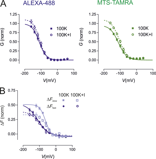 Normalized conductance increases during exposure to I−without affecting voltage dependence. (A) Normalized conductance (Gnorm) plotted as a function of voltage for spHCNR332C-expressing oocytes before (100K) and after exposure to 50 mM KI (100K+I) and labeled with ALEXA-488 (left) or MTS-TAMRA (right). Conductance was determined from tail currents in response to 1 s voltage steps using standard activation protocol (see Fig. 1 and Materials and methods). Data for individual cells were normalized to maximum conductance for the control (100K) condition, determined from a Boltzmann fit. Data points show mean ± SEM (n = 4) for each label. Fit parameters are given in Table S2. (B) Components of ΔF for ALEXA-488 labeling before (100K) and after exposure to I− (100K+I) obtained by fitting ΔF–V data to a single exponential with variable offset (see text). Each component was normalized to ∆Ftotalmax for each cell and pooled. Continuous lines are fits using Boltzmann function to data. Fit parameters are given in Table S3. Refer to the image caption for details.