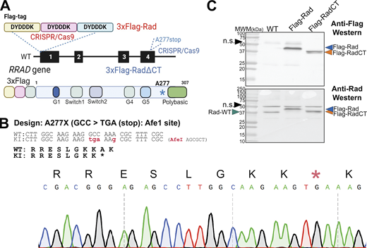 Generation of Flag-Rad knock-in mice. (A) Graphical representation of the RRAD gene engineering strategy. Two transgenic mouse models were generated with CRISPR/Cas9 targeting the endogenous RRAD gene in this study. First, a 3xFlag epitope was inserted at the N-terminus of RRAD, generating 3xFlag-Rad mice. Subsequent CRISPR/Cas9 engineering of 3xFlag-Rad embryo introduced a stop codon at amino acid position 277, removing a large portion of the polybasic C-terminus of Rad important for membrane anchoring in cultured cells (Flag-RadΔCT). Created with BioRender.com. (B) Validation of stop codon knock-in showing the location of base changes (upper) and stop codon insertion in place of Ala277 (lower). (C) Western blot for Rad and Flag-Rad expression in protein lysates from wildtype (WT), Flag-Rad, and Flag-RadΔCT whole heart lysates. Note that total Rad protein levels are not significantly changed in either transgenic model. Source data are available for this figure: SourceData F1. Refer to the image caption for details.