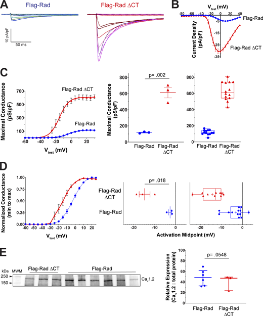 Modulated ICa,Lin adult Flag-RadΔCT murine cardiomyocytes. (A) Representative family of ICa,L currents. Voltage protocol schematic above current traces. (B) Current density–voltage relationship for peak ICa,L from Flag-Rad and Flag-RadΔCT ex vivo cardiomyocytes. (C) Conductance transforms of the current–voltage curve. Smooth curves are Boltzmann distribution fitted to data. Mean maximal conductance was significantly increased 5.2-fold in Flag-RadΔCT (614.8, 95% CI 528.4, 701.2) compared with Flag-Rad (118.0, 95% CI 30.7, 205.2) (estimated marginal means). Statistical significance was determined by a linear mixed model, nesting cells into the random factor mouse. Genotype as a main effect was significantly different (P = 0.002, F = 62.856). (D) To highlight the shift in activation midpoint, the conductance–voltage curves were normalized to maximum conductance. The mean activation midpoint was significantly shifted negatively at 11.3 mV in Flag-RadΔCT (−14.2, 95% CI −17.6, −10.9) relative to Flag-Rad (−3.0, 95% CI −5.9, 0.02) (estimated marginal means). Statistical significance was determined by a linear mixed model, nesting cells into the random factor mouse. Genotype as a main effect was significantly different (P = 0.018, F = 24.419). Mice are shown to the left and cells to the right. For mice, means and SEM are plotted; for cells, medians, and IQR. For Flag-Rad (N = 3 mice, n = 13 cells); for Flag-RadΔCT (N = 3 mice, n = 14 cells). (E) Western blot for CaV1.2 expression in protein lysates from Flag-Rad and Flag-RadΔCT whole heart lysates. Median relative expression of CaV1.2 (normalized to total protein) was not significantly different (Mann–Whitney U test, P = 0.5476, U = 6). Source data are available for this figure: SourceData F3. Refer to the image caption for details.