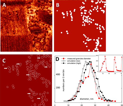 The distribution of granule diameters. (A) An EM image used for testing. (B) Binary label mask of granules, provided by a trainer. (C) Contour of granules by a computational utility adapted from Brum et al. (2000) and Cheng et al. (1999), with code shared in Data S2. (D) Inset: Histogram of lengths, measured by the utility on all contours in 91 labeled images. (D) Plot in red: Same histogram with abscissa limited to lengths below 50 nm, representing the distribution of well-measured diameters. The peaks at larger values correspond to lengths on contours of overlapping granules (examples marked by arrows in C). Plots in black: Histograms of 3,000 random diameters with a normal distribution of mean 25 nm (open symbols) or 27.5 nm (filled) and SD of 5 nm. Data traceback: A, A, 030_grans08_s_5. Patient 144, MHN. Graphs in granule numbers and densities in slices. JNB. Section 5.