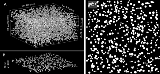 A simulation of granules in a volume. (A) 3,000 granules with the distribution of diameters represented by their histogram in Fig. 6 D (black filled circles) at random locations within a half-cube of the dimensions indicated, simulating a concentration of 6,000 granules per µ3. (B) A slice of 60 nm equivalent thickness (24 voxels-deep), cut from the volume in A at x-y planes indicated by dashed lines and identified as “0” on the ruler at right in A. (C) Two-valued (0, 1) projection on the x-y plane of the slice in B. The projection simulates the output of the Granules segmenter working on an EM image. Its pf is calculated as the fraction of pixels in granules. The pf corresponding to this concentration of granules is obtained as the average of pf values in seven similar slices extracted from the volume as indicated by the ruler in A. Similar calculations were carried out for eight concentrations of granules and two distributions of diameters, with results presented in Fig. 8. Simulation code listed in Data S2.