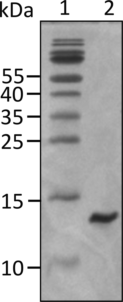 16% SDS-PAGE gel for UN2A. The titin gene sequence of the UN2A region was commercially synthesized by GeneArt (Invitrogen) and encompasses amino acids 8539 to 8655 in the mouse titin sequence (GenBank accession no. NM_011652.3), which shares 95% identity with the human UN2A sequence (111 out of the 117 amino acids are identical). Sequence for UN2A: DERKKQEKIEGDLRAMLKKTPALKKGSGEEEEIDIMELLKNVDPKEYEKYARMYGITDFRGLLQAFELLK QSQEEETHRLEIEELEKSERDEKEFEELVAFIQQRLTQTEPVTLIKD. Source data are available for this figure: SourceData FS1.