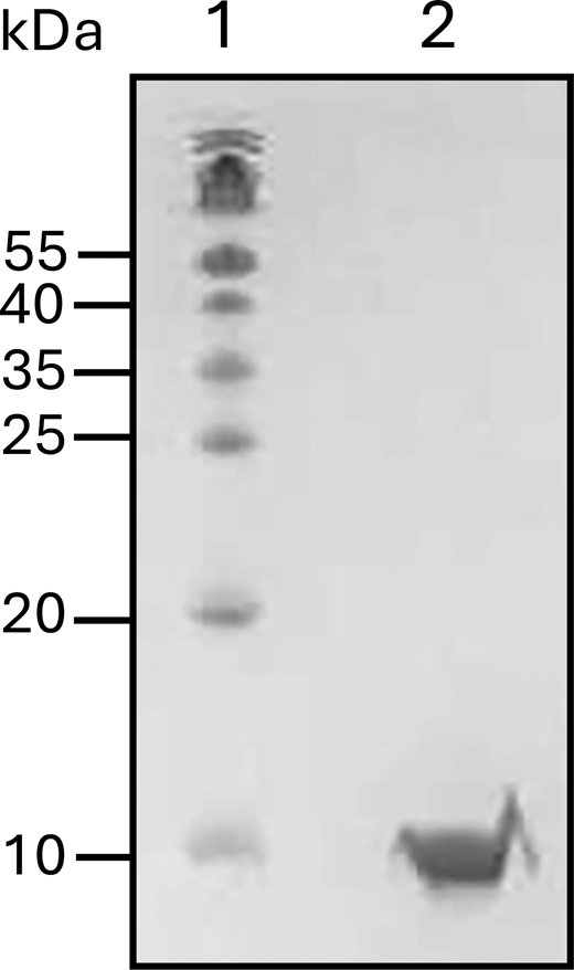 16% SDS-PAGE gel for S100A1. The mouse S100A1 gene sequence was graciously provided by David J. Weber's lab from the University of Maryland. (GenBank accession no. NM_011309.3) Sequence for S100A1: MGSELESAMETLINVFHAHSGQEGDKYKLSKKELKDLLQTELSGFLDVQKDADAVDKVMKELDENGDGEVDFKEYVVLVAALTVACNNFFWETS. Source data are available for this figure: SourceData FS2.