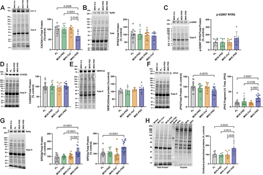 Expression of ECC proteins. (A) 12-wk-old male hearts from FL, MCK-FKD, MHC-FKD and MHC-Cre mice were examined for (A) CaV1.2 expression. FL, n = 12, MCK-FKD, n = 12, MHC-Cre+, n = 8, MHC-FKD, n = 7. (B) Total RYR2 expression, FL, n = 16, MCK-FKD, n = 11, MHC-Cre+, n = 8, MHC-FKD, n = 13. (C) Phosphorylated RYR2 at S2807 FL, n = 8, MCK-FKD, n = 8, MHC-Cre+, n = 8, MHC-FKD, n = 6. (D) CASQ2 expression. FL, n = 16, MCK-FKD, n = 11, MHC-Cre+, n = 8, MHC-FKD, n = 14. (E) SERCA2a FL, n = 6, MCK-FKD, n = 6, MHC-Cre+, n = 6, MHC-FKD, n = 6. (F) Full-length JPH2 and its fragment expression FL, n = 21, MCK-FKD, n = 16, MHC-Cre+, n = 13, MHC-FKD, n = 18. (G) SPEG expression, FL, n = 17, MCK-FKD, n = 22, MHC-Cre+, n = 17, MHC-FKD, n = 20. (H) Oxyblot on cardiac homogenates from MHC-Cre+, FL, MCK-FKD, and MHC-FKD mice. (n = 6 for each group). Proteins of interest were normalized to the total protein level in the same lane, normalized to the average expression level in FL hearts, and expressed as %FL. Each band was analyzed. Data were analyzed by one-way ANOVAs. P values are indicated. Data are shown as mean ± SD. Source data are available for this figure: SourceData F5.