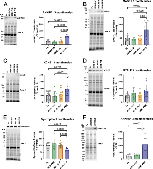 Evaluation of proteins identified in RNA-seq. (A–F) Protein expression of several RNA-seq detected transcripts was validated using western blot of hearts from 3-mo-old mice. Proteins of interest were normalized to the total protein level in the same lane, normalized to the average expression level in FL hearts, and expressed as %FL. Data were analyzed by one-way ANOVAs with P value indicated, n = 6 for all genotypes. Data are shown as mean ± SD. Source data are available for this figure: SourceData F8.
