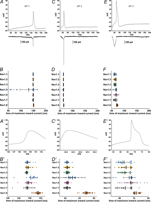 Maximum inward current occurs at different time points during AP clamping for each VGSC isoform. (A, C, and E) AP waveforms (AP1–AP3, respectively) recorded from iPSC-derived nociceptors used as voltage commands in AP clamping, with representative current traces, all from the same Nav1.7 cell, charted underneath. (B, D, and F) Time point at which the maximum inward current during the AP (AP1–AP3, respectively) occured. (A′–F′) Zoomed in depictions of figures A–F (excluding the current example traces). Data are shown as mean ± SD. Statistical significance from multiple comparisons has not been indicated in the figure panels for readability purposes but can be consulted in Table S14. Refer to the image caption for details.