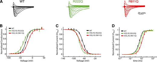 Functional measurements for mutations in VDSIand VSDIIR2 to glutamine. (A) Representative currents for each channel in response to a series of 100-ms voltage pulses from −90 to 70 mV in 10 mV increments. (B) Conductance versus voltage plots comparing WT (n = 9) to R222Q (n = 5) and R811Q (n = 6). (C) Steady-state channel availability curves comparing WT (n = 8) to R222Q (n = 7) and R811Q (n = 7). (D) Plots showing the recovery time from inactivation again comparing WT (n = 7) to R222Q (n = 7) and R811Q (n = 8). Fits were performed as described in the Materials and methods and the Results are shown in Table S2 along with the determination of significance using a one-way ANOVA with a post hoc Dunnett’s test. Refer to the image caption for details.