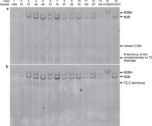 Figure 3. Refer to the image caption for details.