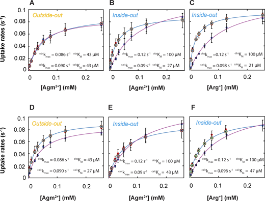 Comparison of observed and model-predicted rates of AdiC-mediated ligand uptakes into lipid vesicles. (A–F) The predicted values by the model shown in Fig. S6 (A–C) or those by the model in Fig. S7 (D–F) are compared with corresponding observed values for a given experimental condition (Tsai et al., 2012). Net ligand uptake rates are plotted against the ligand concentration: Agm2+ via AdiC in the outside-out (A and D) or inside-out (B and E) orientation and Arg+ via AdiC in the inside-out orientation (C and F; see Fig. S9 for the comparison and comments regarding the outside-out orientation). The experimental data are plotted as mean ± SEM, and the predicted values of the alternative models shown in Figs. S6 and S7 by means of Monte Carlo simulations or calculations are plotted as mean ± σ calculated from the corresponding confidence interval. The observed data set is represented by closed dark blue circles, the simulated set of the model by closed red circles, and the five calculated sets, one for each transition, by five of practically concentric open circles. The curves, which are superimposed on the symbols that represent the calculated values, correspond to the fits of the Michaelis–Menten equation. All fit parameters of calculated values are presented in Table S13, along with those reported by Tsai et al. (2012). All calculations were performed as described in the supplemental text at the end of the PDF. Refer to the image caption for details.