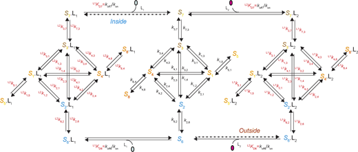 A 24-state model of AdiC’s conformational kinetics. All states are denoted as described in Results. The middle portion illustrates the transitions of apo AdiC among eight identified states differing in conformation or energy. The left and right portions illustrate the transitions of AdiC bound with two types of ligand, one side for each type. Transition rate constants ki,j and kj,i, associated with arrows, indicate the reversible transitions between corresponding states i and j (Tables S1, S2, S3, and S4). The transitions directly involving the binding and unbinding of a ligand are labeled with a KD=koff/kon. Refer to the image caption for details.